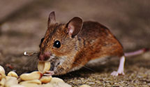 24 Hour & Emergency Exterminators in Lebanon Church, VA